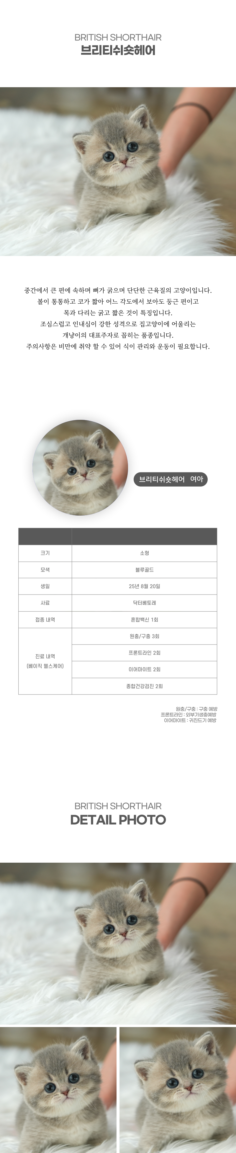 브리티쉬숏헤어_상세이미지_2